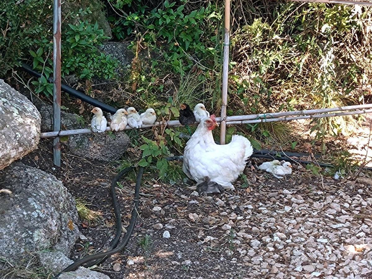 La Cera Farm Camping B&B Santa Teresa Gallura Exterior photo
